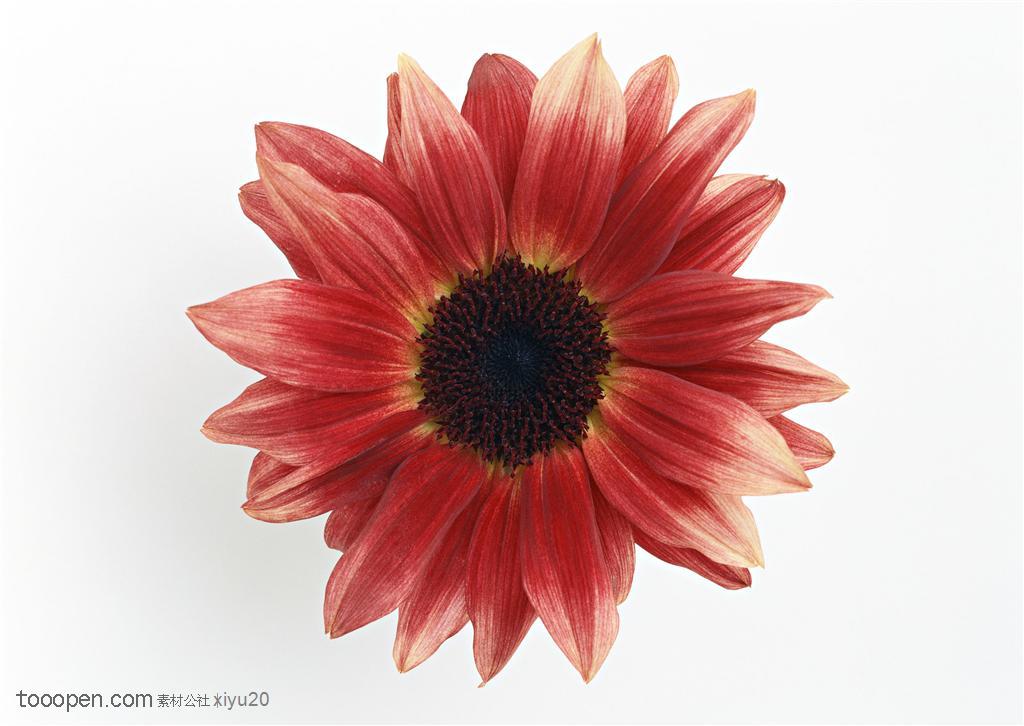 花卉物语-红褐色的向日葵