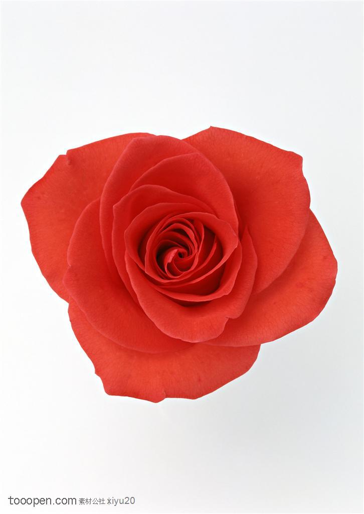 花卉物语-红色的玫瑰花