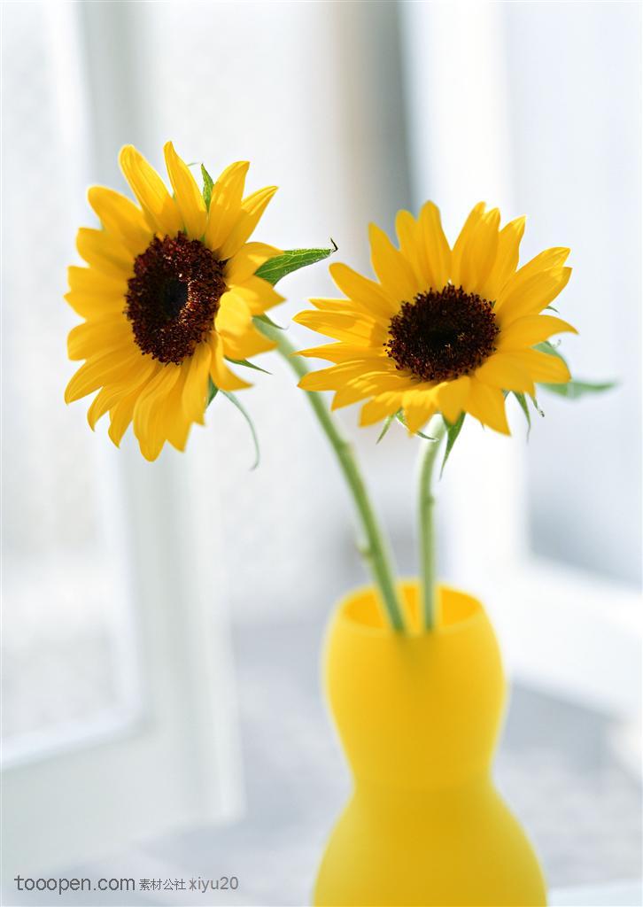 花卉物语-花瓶中的向日葵