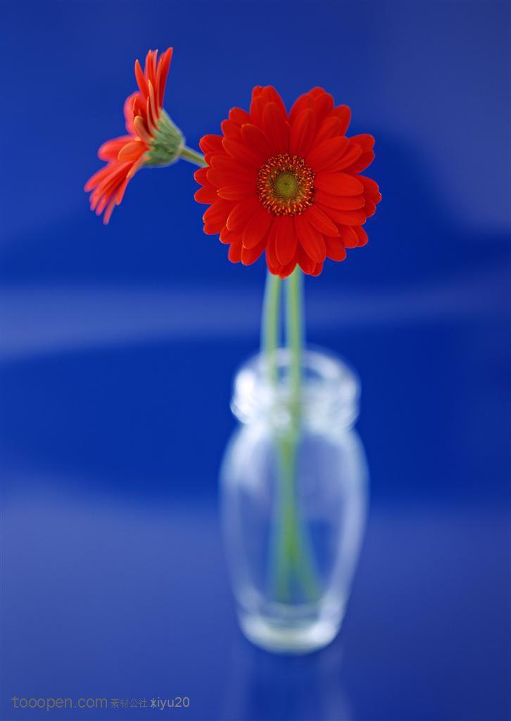 花卉物语-花瓶中两朵漂亮的郁金香