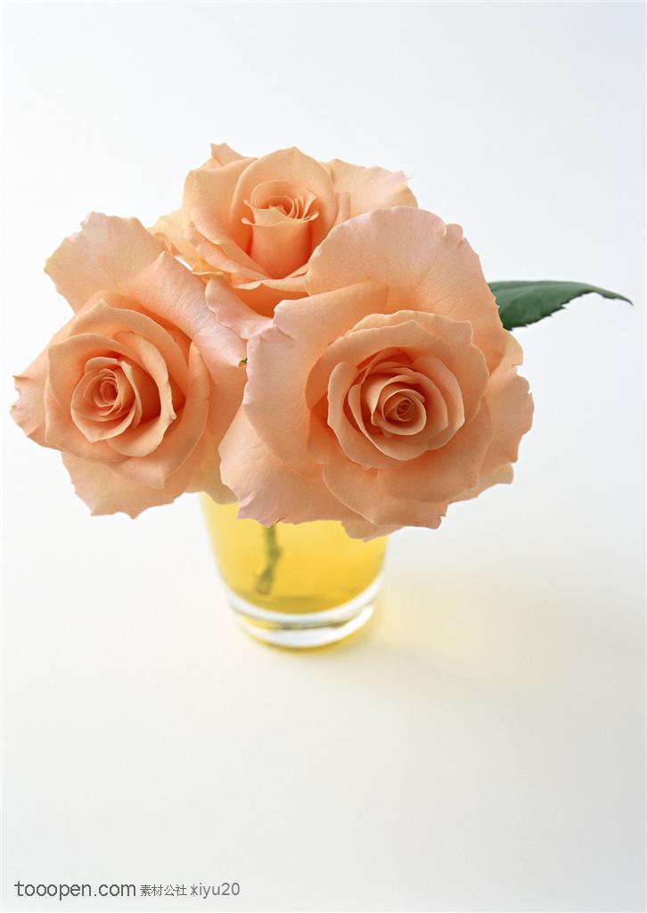 花卉物语-花瓶中漂亮的玫瑰花