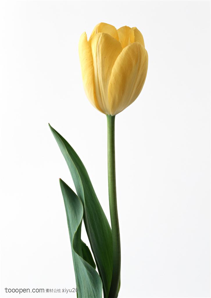 花卉物语-黄色的漂亮郁金香