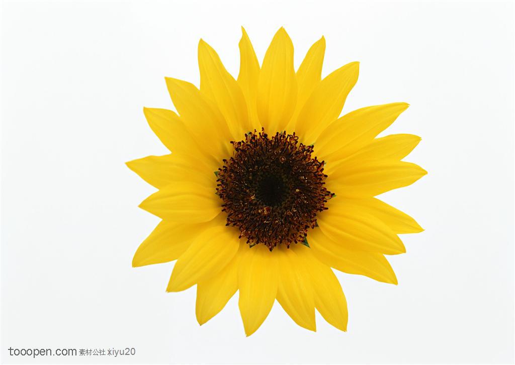 花卉物语-金黄的向日葵