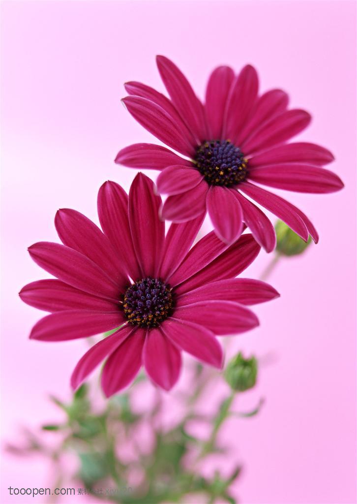 花卉物语-两朵漂亮的太阳花