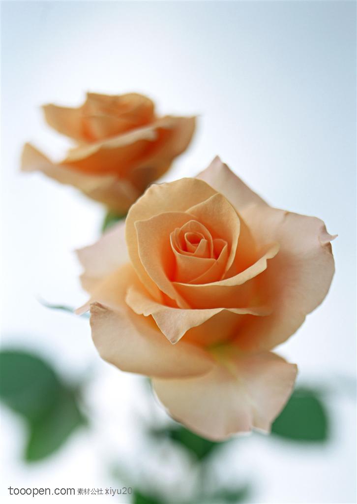 花卉物语-两朵漂亮的玫瑰花