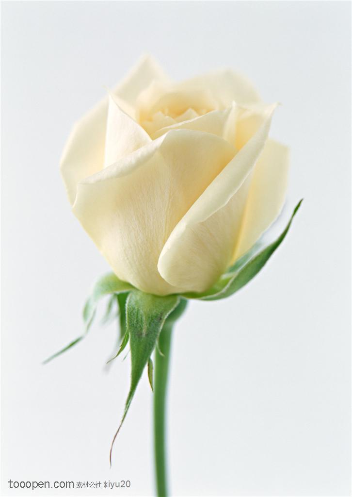 花卉物语-米黄色的含苞待放的玫瑰