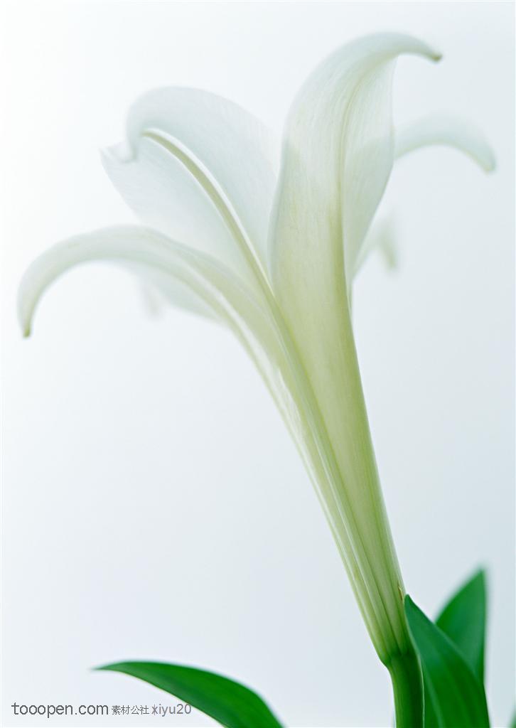 花卉物语-漂亮的白色百合花