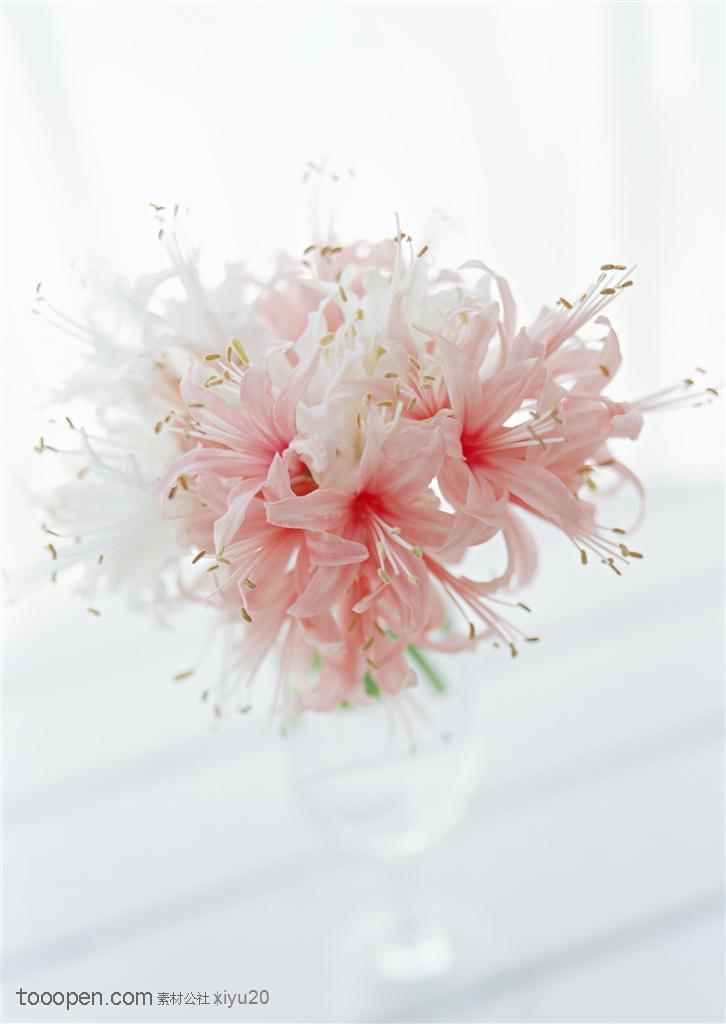花卉物语-漂亮的粉色花球