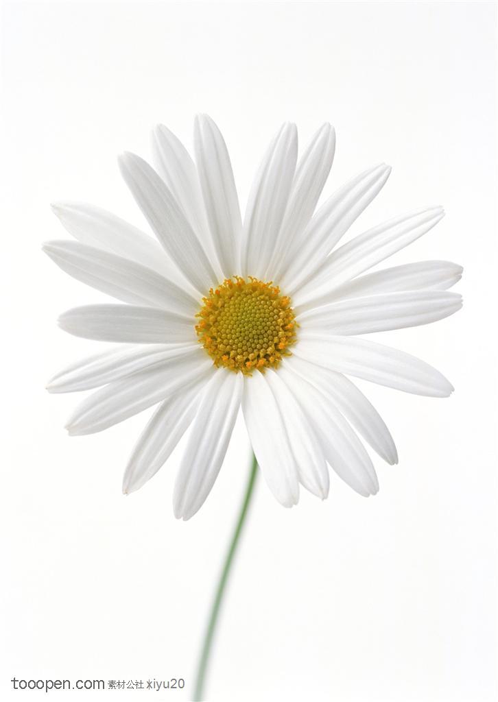 花卉物语-漂亮的白色太阳花