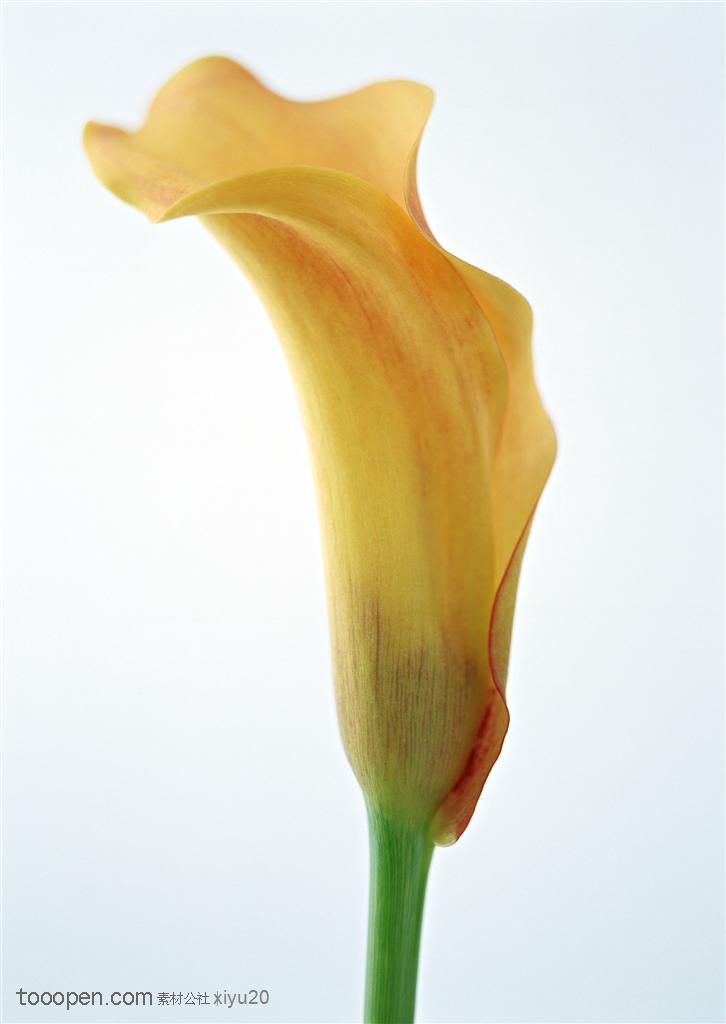 花卉物语-漂亮的黄色小花侧面