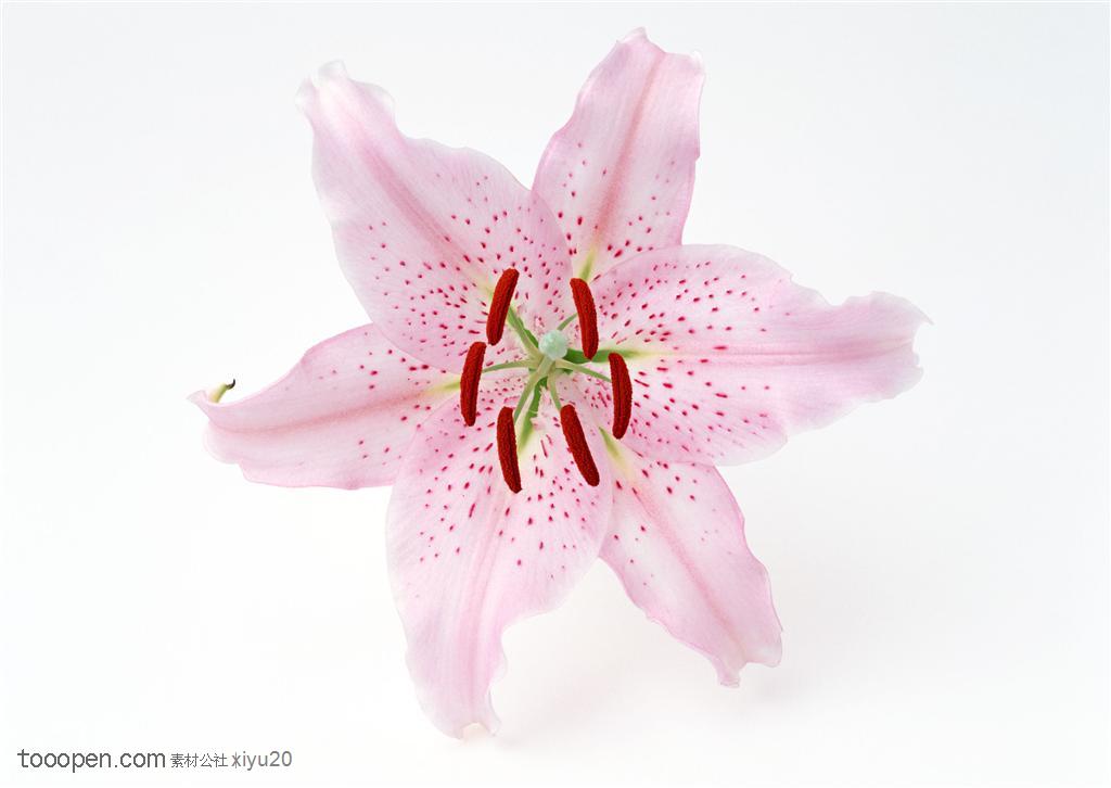 花卉物语-浅粉色的百合花