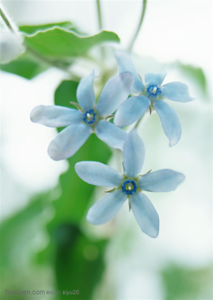 花卉物语-浅蓝色的小花