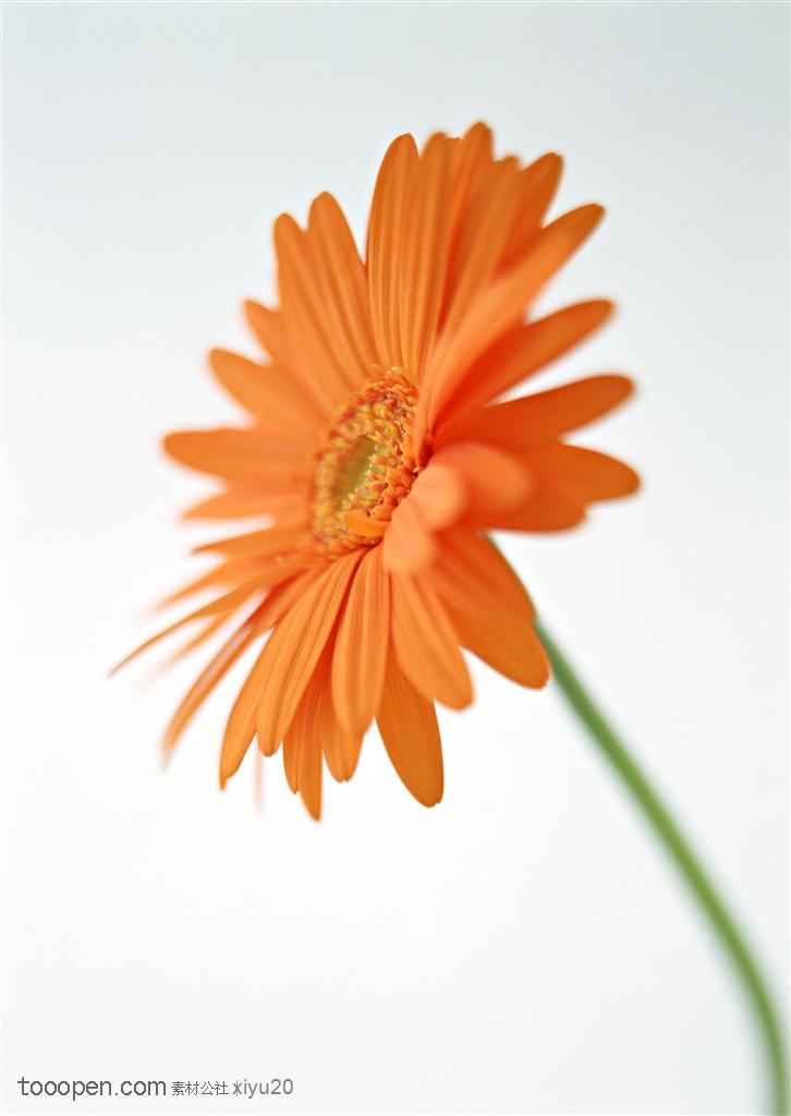花卉物语-倾斜的红褐色太阳花