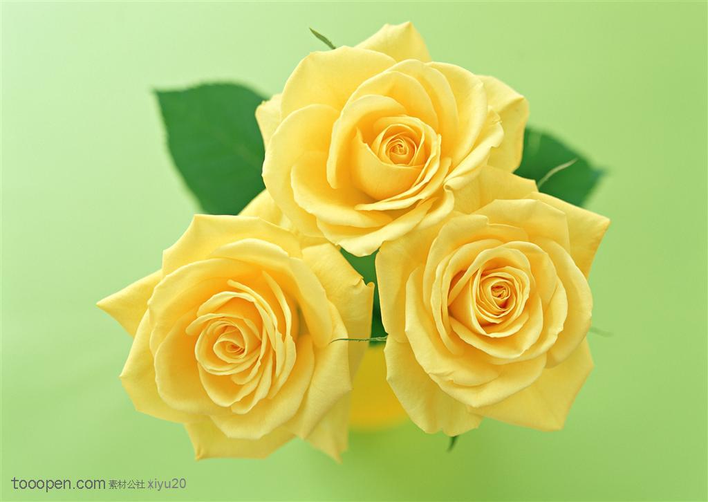 花卉物语-三朵黄色的玫瑰花