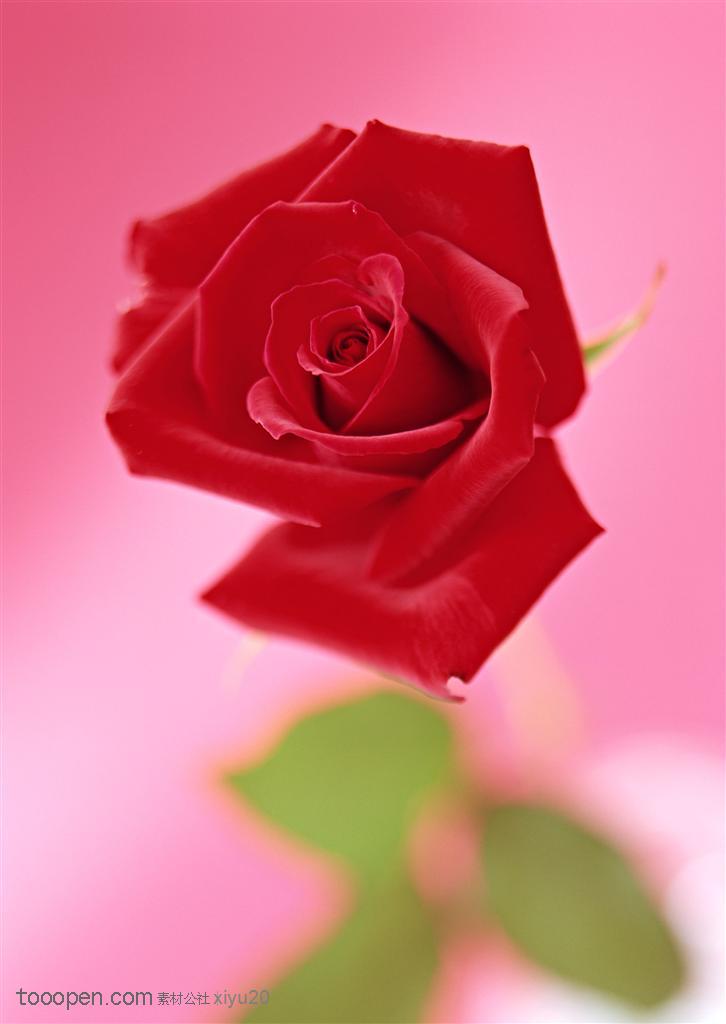 花卉物语-盛开的红色玫瑰花