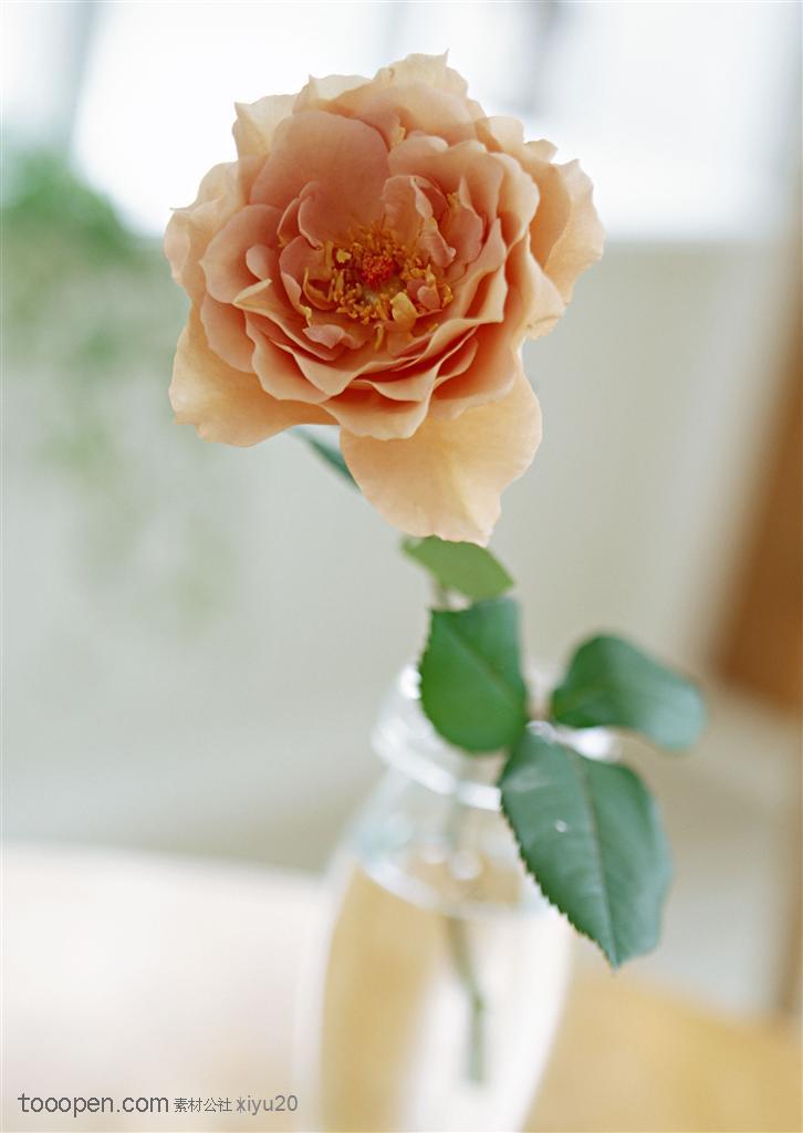花卉物语-盛开的玫瑰