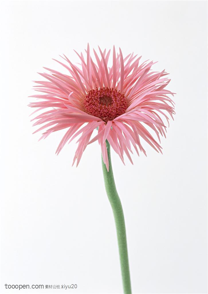 花卉物语-稀疏花瓣的太阳花