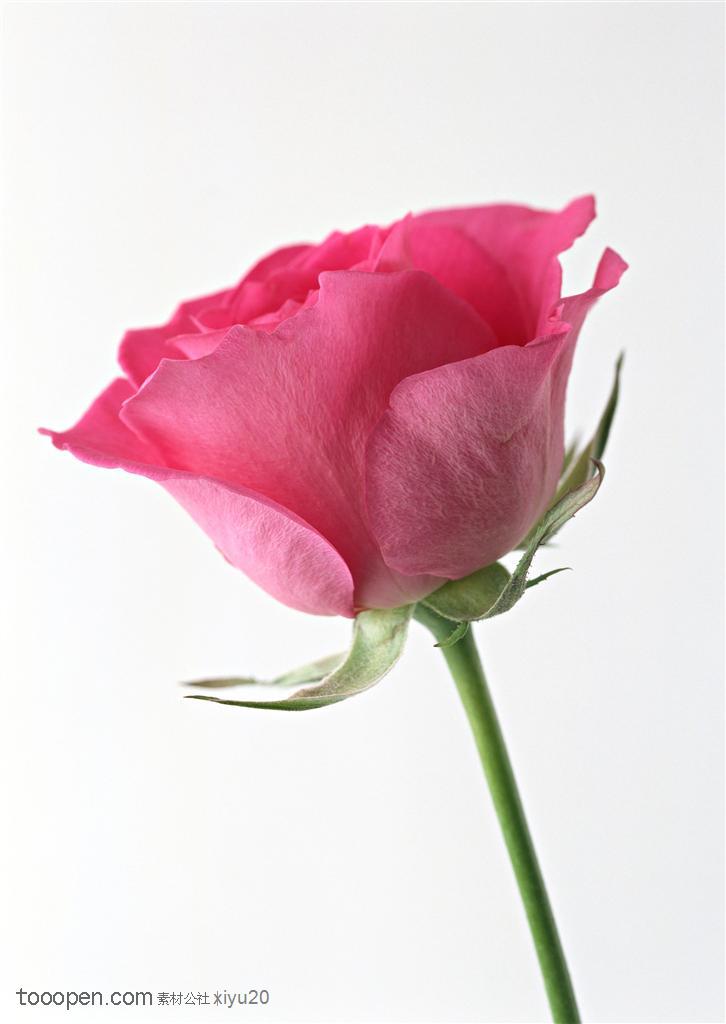 花卉物语-一朵粉色的玫瑰花