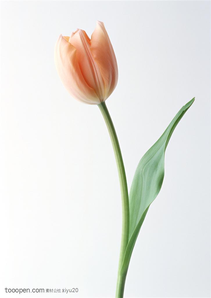花卉物语-一朵弯曲的粉色郁金香