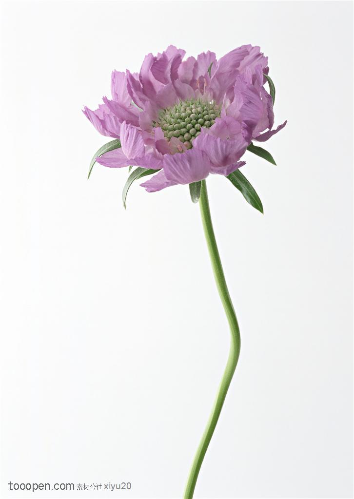 花卉物语-一朵弯曲的紫色花朵