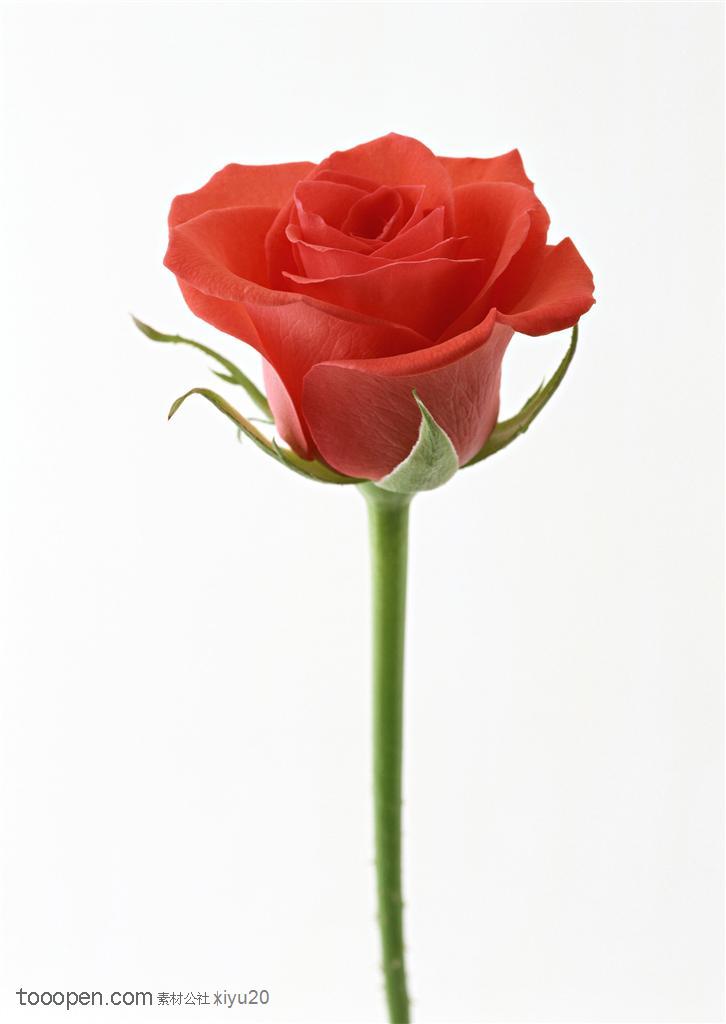 花卉物语-一枝漂亮的红色玫瑰花