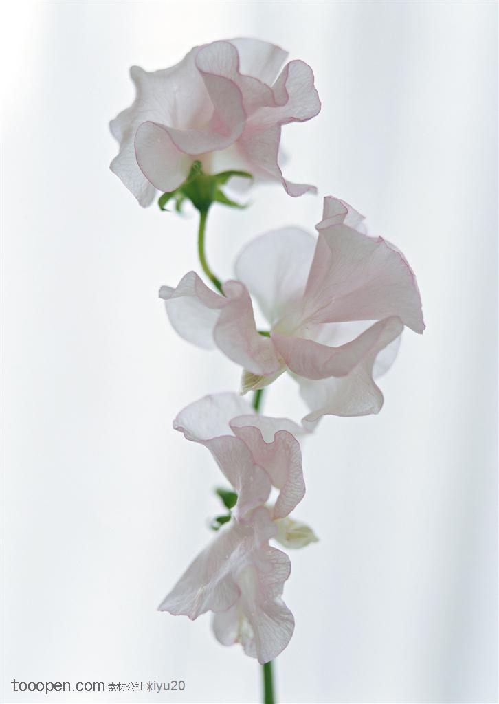 花卉物语一枝漂亮的白色花朵