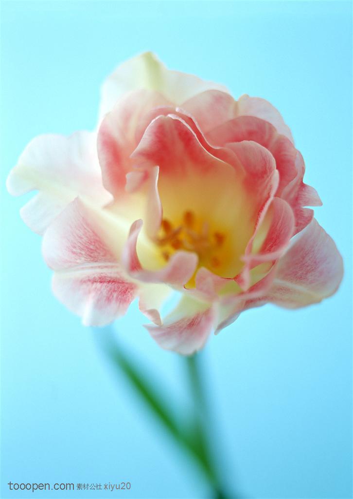 花卉物语-绽放的粉色郁金香