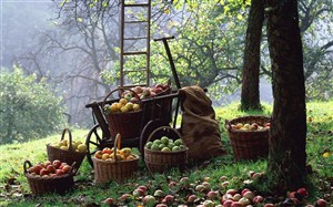 新鲜水果-果树下掉落一地的苹果和竹编织楼里装满了苹果