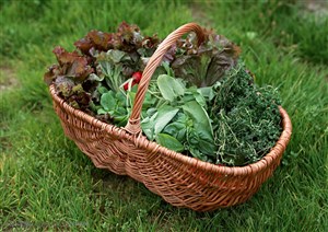 新鲜蔬菜-草地上的菜篮里摘了很多蔬菜