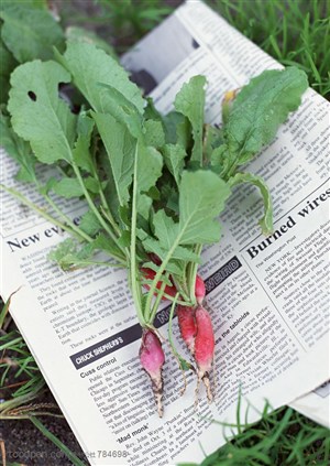新鲜蔬菜-摆在报纸上的红萝卜