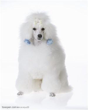 小型犬-可爱的白色贵宾犬