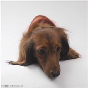 小型犬-趴着的棕色狗狗