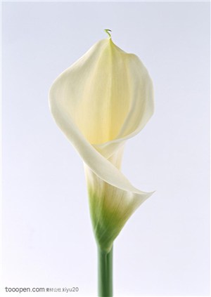 花卉物语-白色的小花