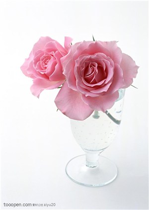花卉物语-杯中的粉色玫瑰花