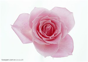花卉物语-粉色的漂亮玫瑰花