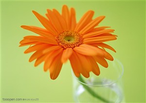 花卉物语-杯中盛开的太阳花