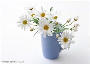 花卉物语-杯中漂亮的太阳花