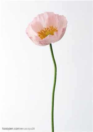 花卉物语-粉色的一朵花