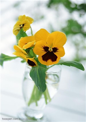 花卉物语-花瓶中的蝴蝶花