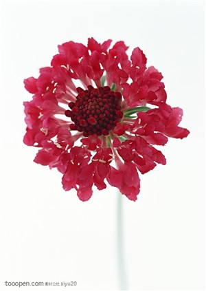 花卉物语-红色的小花