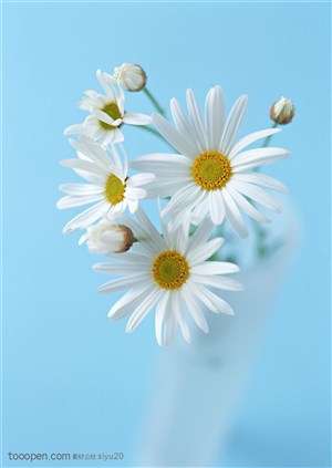 花卉物语-花瓶中的白色菊花