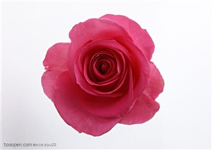 花卉物语-粉色玫瑰花特写
