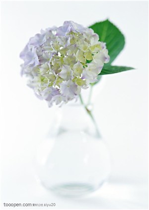 花卉物语-花瓶中漂亮的花球