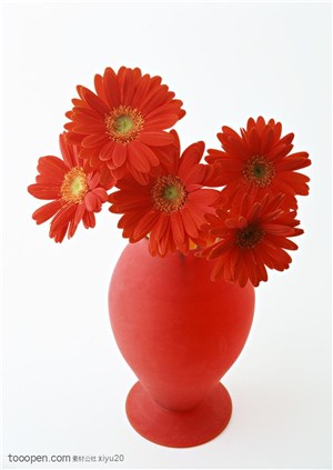 花卉物语-花瓶中的漂亮的郁金香