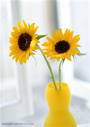 花卉物语-花瓶中的向日葵