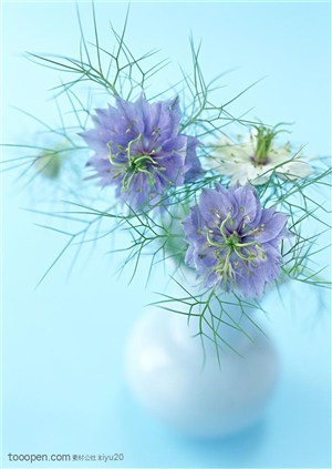 花卉物语-花瓶中的两朵紫色小花