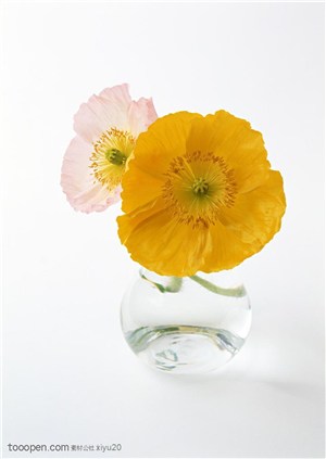 花卉物语-花瓶中的两朵花