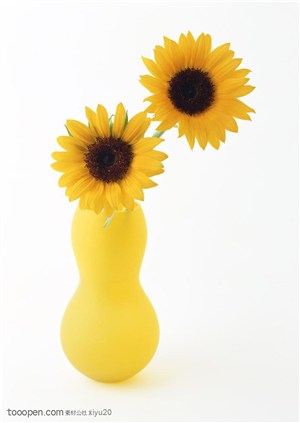 花卉物语-花瓶中两朵漂亮向日葵