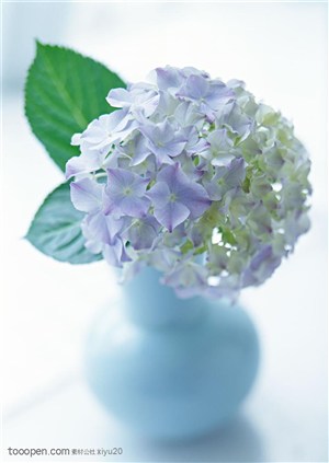 花卉物语-花瓶中的浅色花球