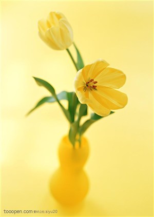 花卉物语-花瓶中的黄色郁金香